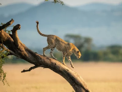 Image d'illustration