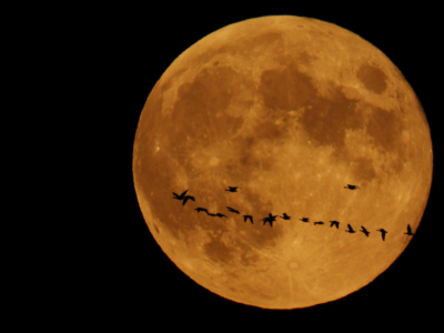 Cas client migration DAM