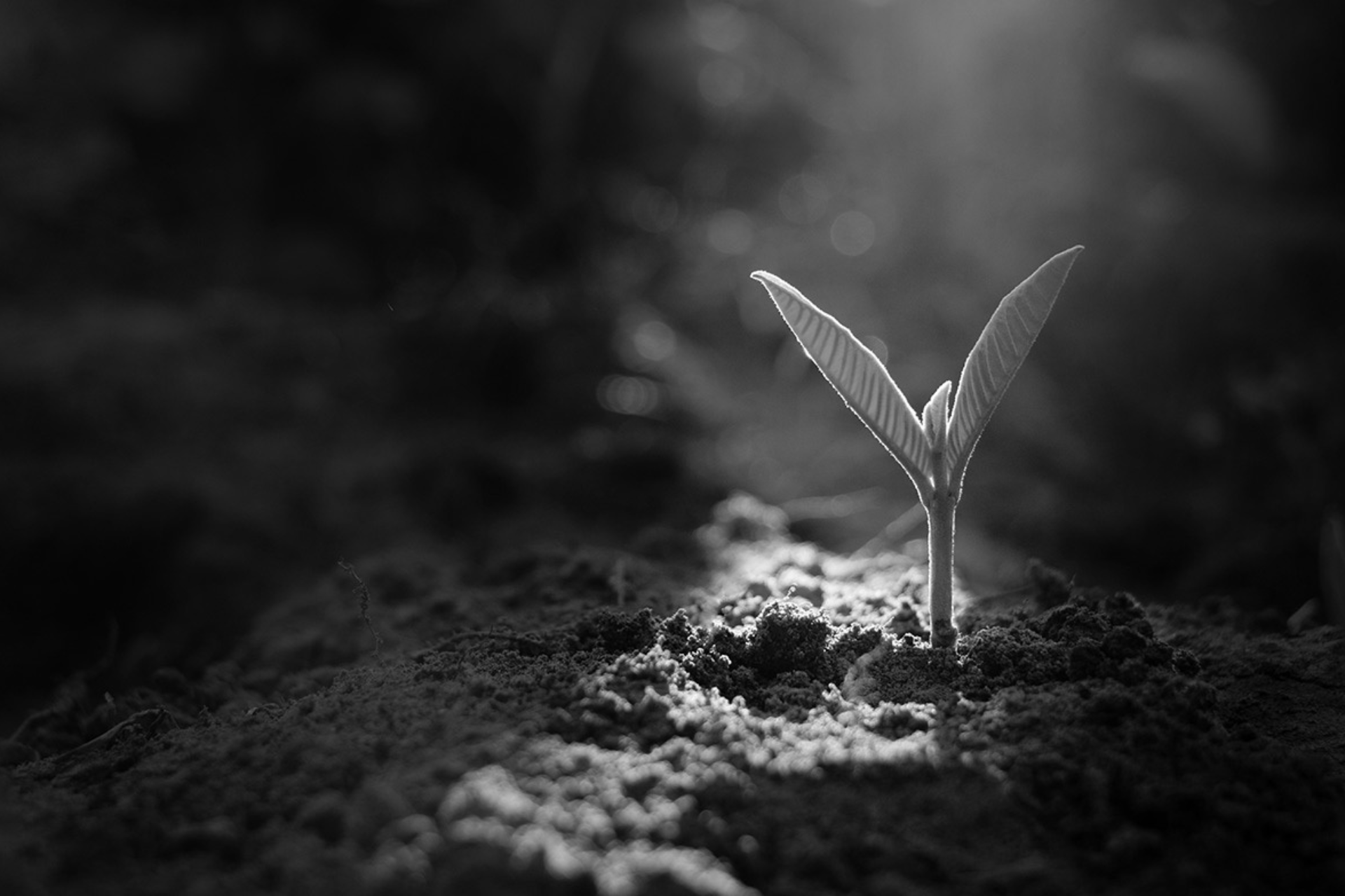 Structurer la RSE & l’ESG au cœur des opérations